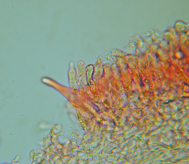 Mycenella sp. e nuove prove di microfotografia